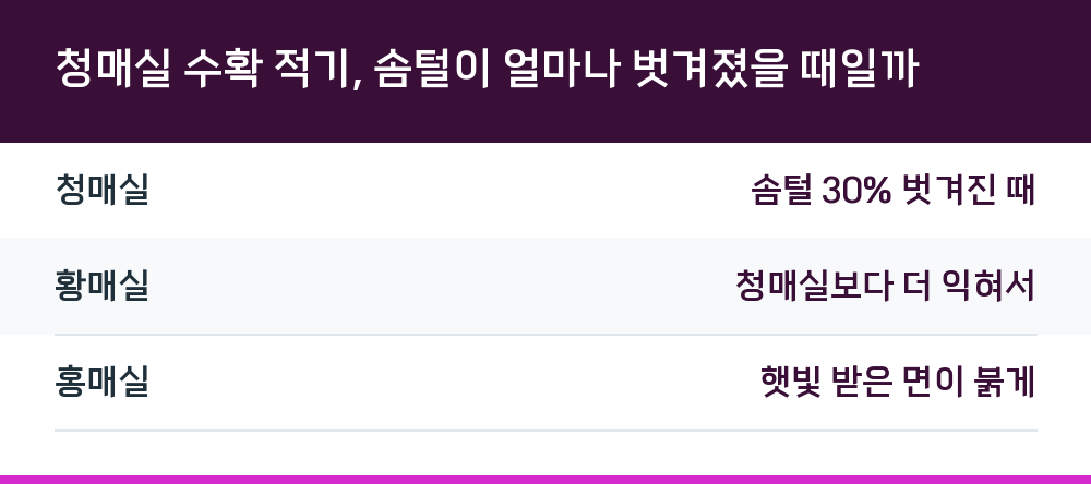 청매실 수확 적기, 솜털이 얼마나 벗겨졌을 때일까