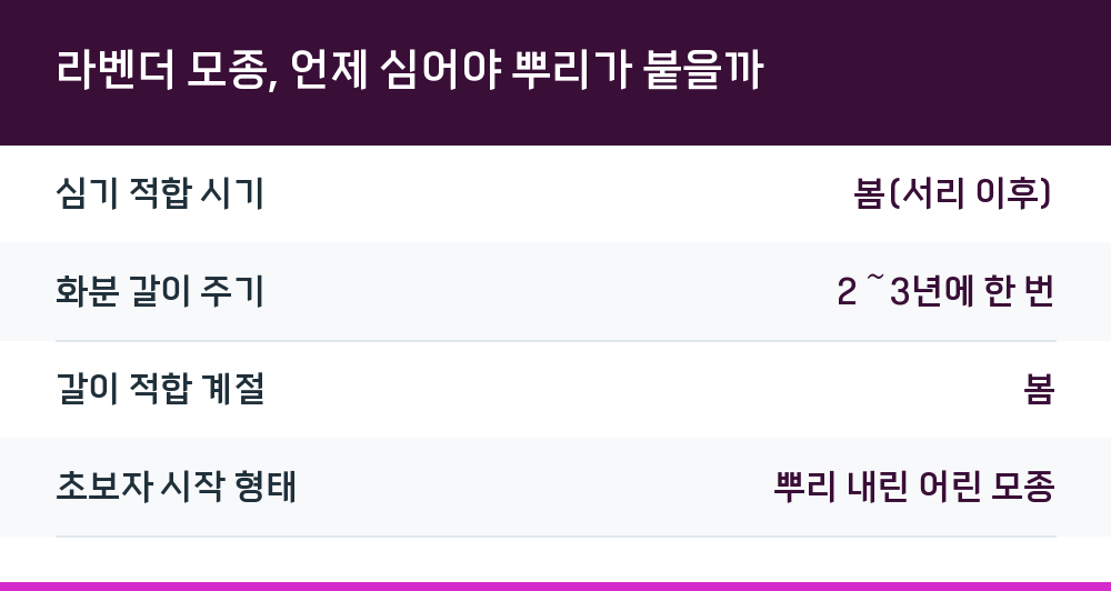 라벤더 모종, 언제 심어야 뿌리가 붙을까
