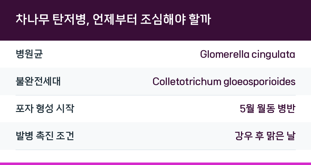 차나무 탄저병, 언제부터 조심해야 할까