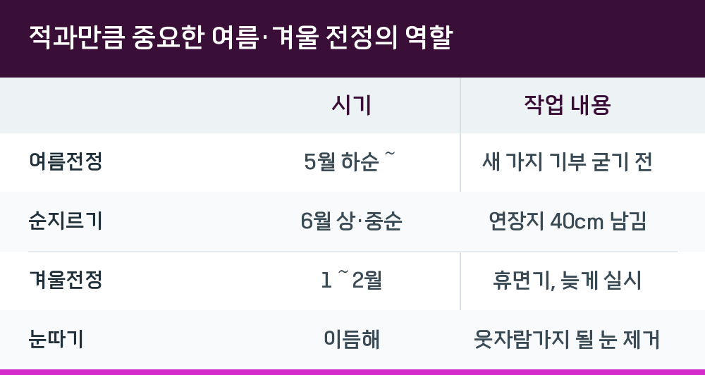 적과만큼 중요한 여름·겨울 전정의 역할