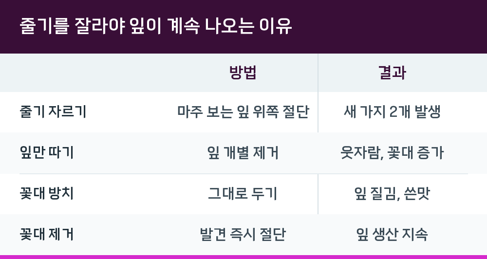 줄기를 잘라야 잎이 계속 나오는 이유