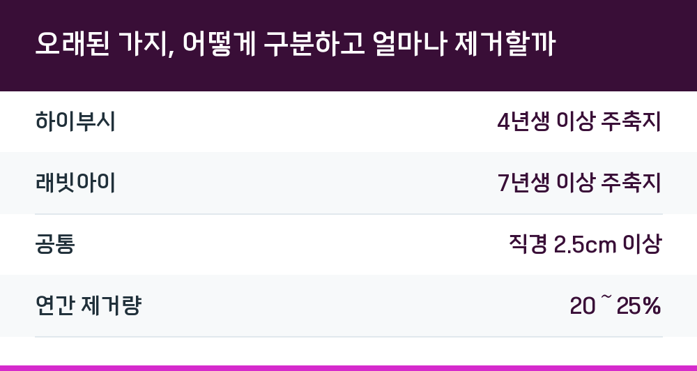 오래된 가지, 어떻게 구분하고 얼마나 제거할까