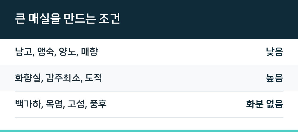 큰 매실을 만드는 조건