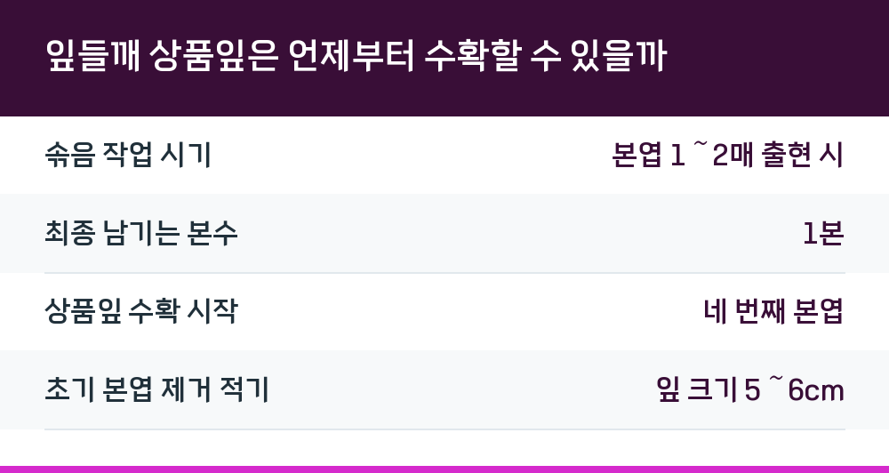 잎들깨 상품잎은 언제부터 수확할 수 있을까