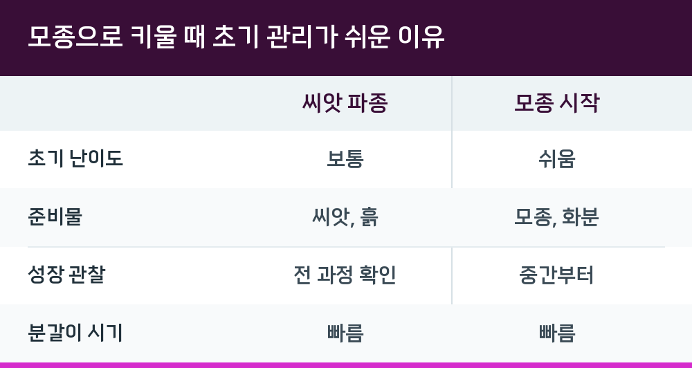 모종으로 키울 때 초기 관리가 쉬운 이유