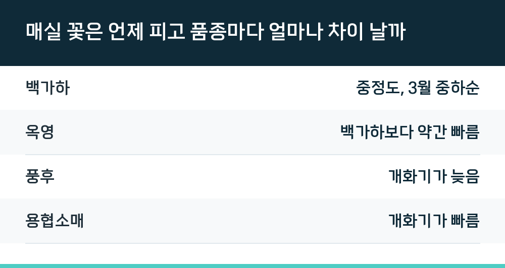 매실 꽃은 언제 피고 품종마다 얼마나 차이 날까