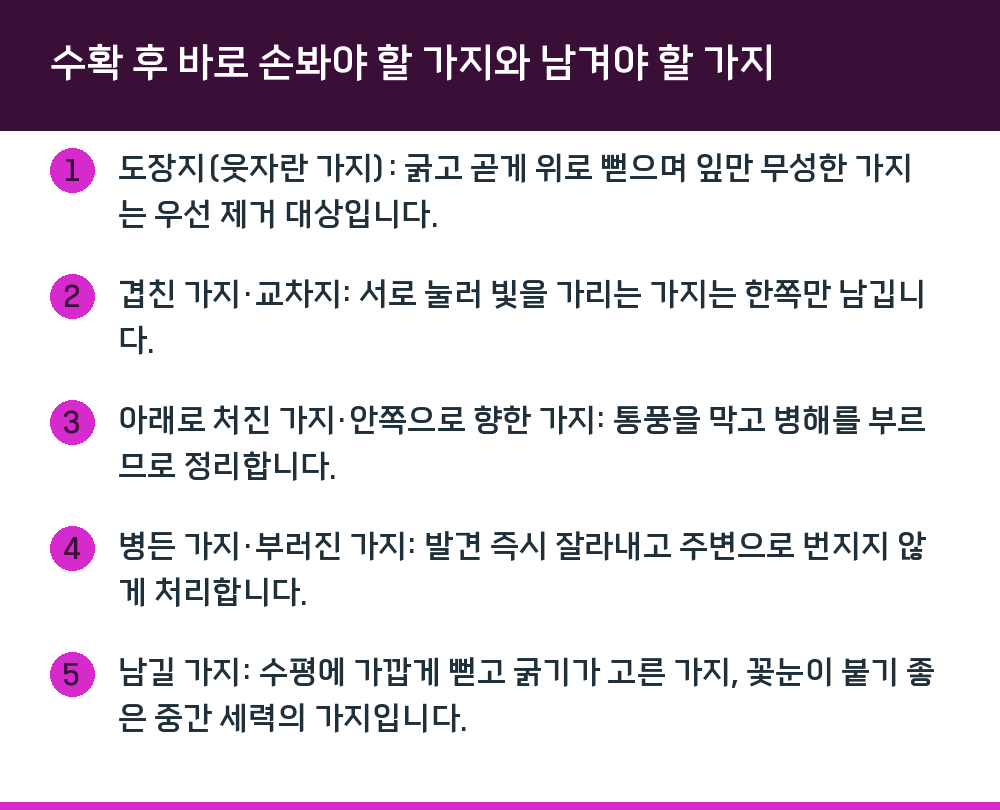 수확 후 바로 손봐야 할 가지와 남겨야 할 가지
