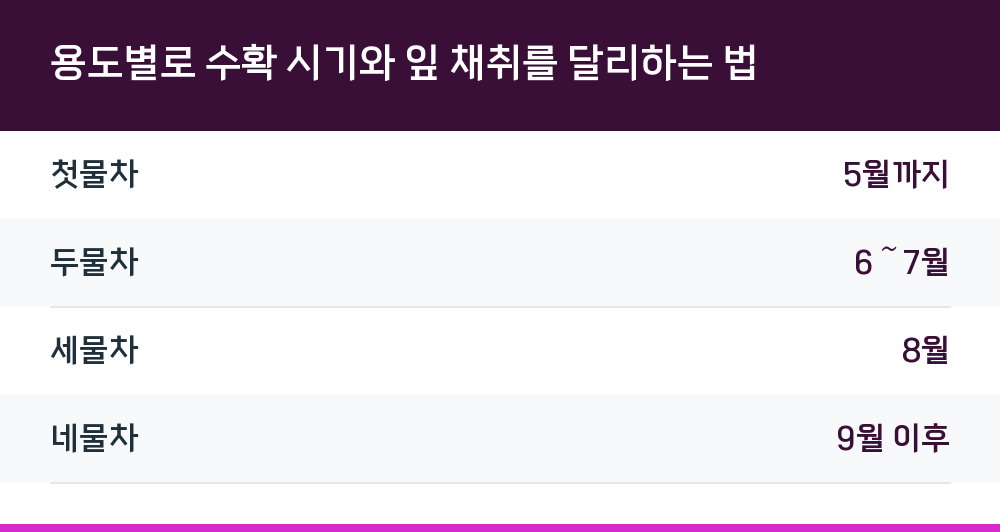 용도별로 수확 시기와 잎 채취를 달리하는 법