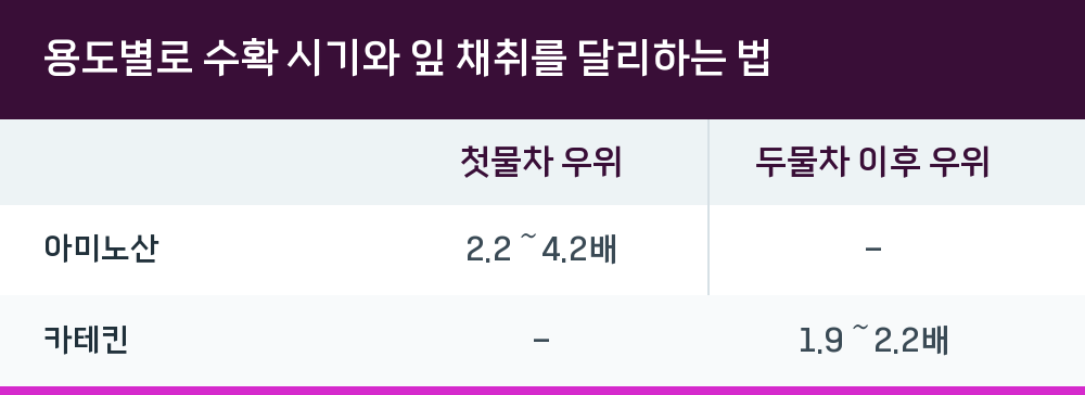 용도별로 수확 시기와 잎 채취를 달리하는 법
