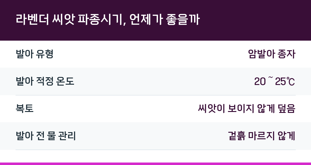 라벤더 씨앗 파종시기, 언제가 좋을까