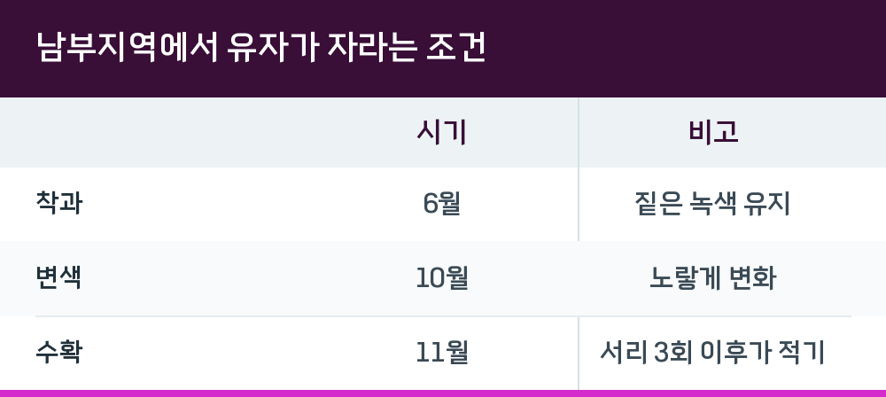 남부지역에서 유자가 자라는 조건