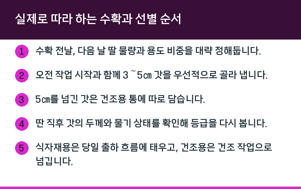실제로 따라 하는 수확과 선별 순서