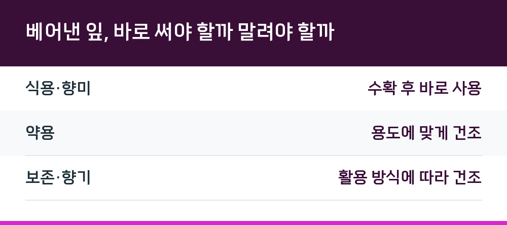 베어낸 잎, 바로 써야 할까 말려야 할까