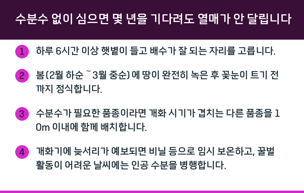 수분수 없이 심으면 몇 년을 기다려도 열매가 안 달립니다