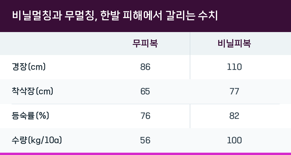 비닐멀칭과 무멀칭, 한발 피해에서 갈리는 수치