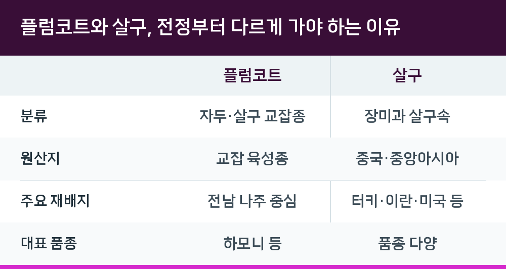 플럼코트와 살구, 전정부터 다르게 가야 하는 이유