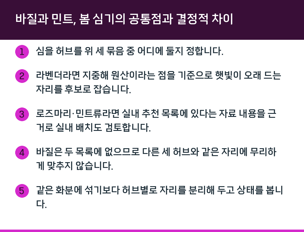 바질과 민트, 봄 심기의 공통점과 결정적 차이