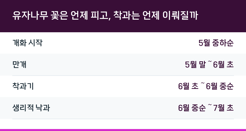 유자나무 꽃은 언제 피고, 착과는 언제 이뤄질까