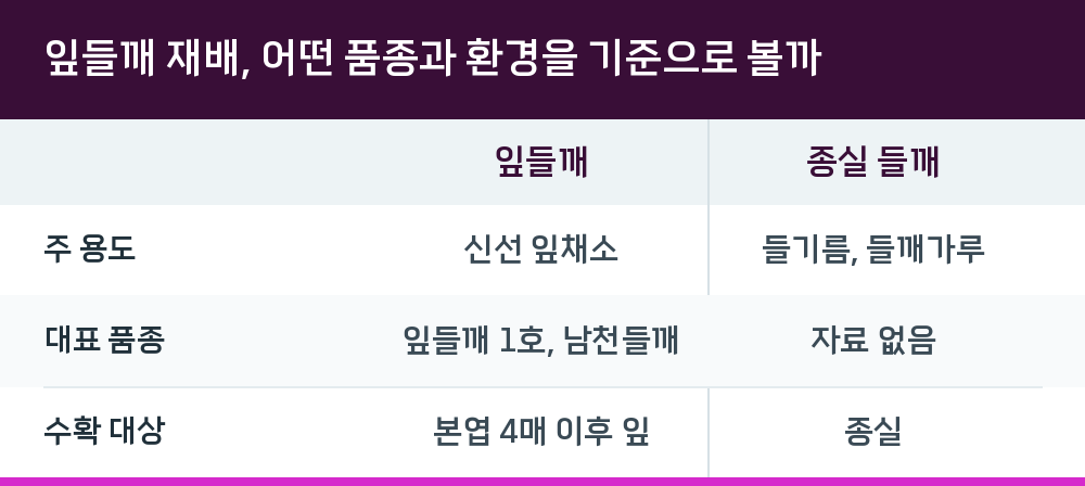 잎들깨 재배, 어떤 품종과 환경을 기준으로 볼까