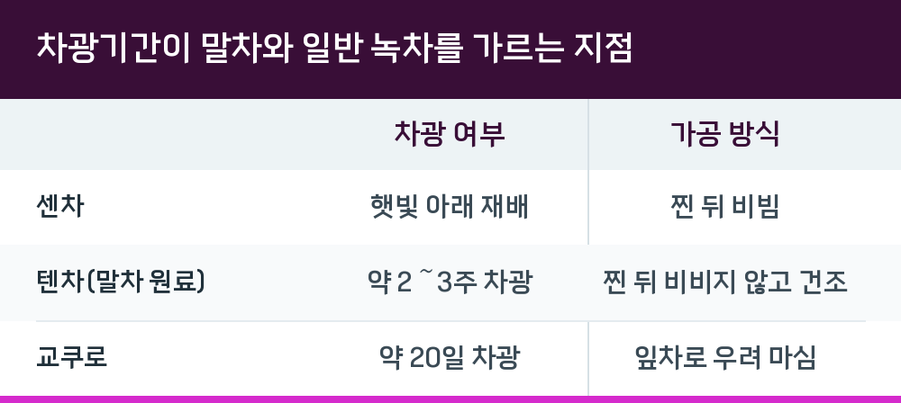 차광기간이 말차와 일반 녹차를 가르는 지점