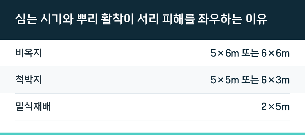 심는 시기와 뿌리 활착이 서리 피해를 좌우하는 이유