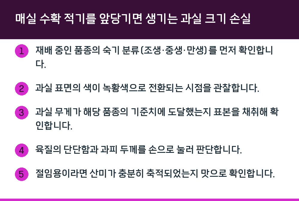 매실 수확 적기를 앞당기면 생기는 과실 크기 손실