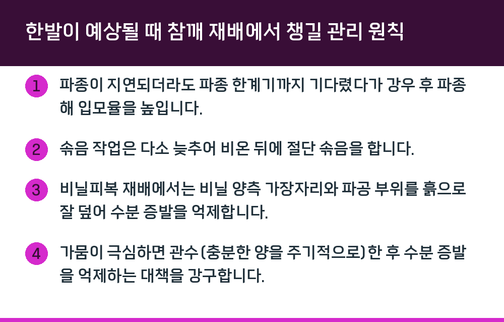 한발이 예상될 때 참깨 재배에서 챙길 관리 원칙