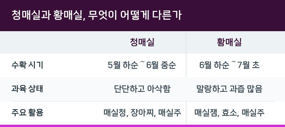 청매실과 황매실, 무엇이 어떻게 다른가