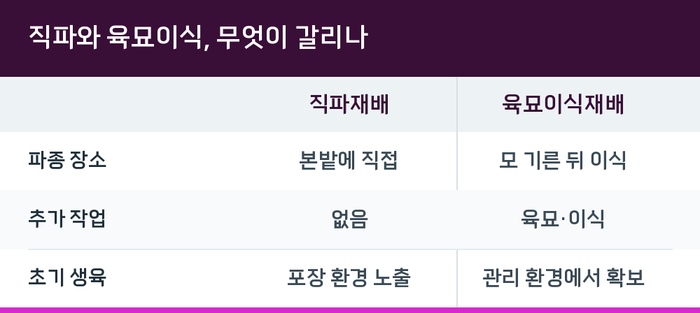 직파와 육묘이식, 무엇이 갈리나