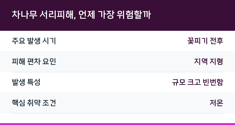 차나무 서리피해, 언제 가장 위험할까