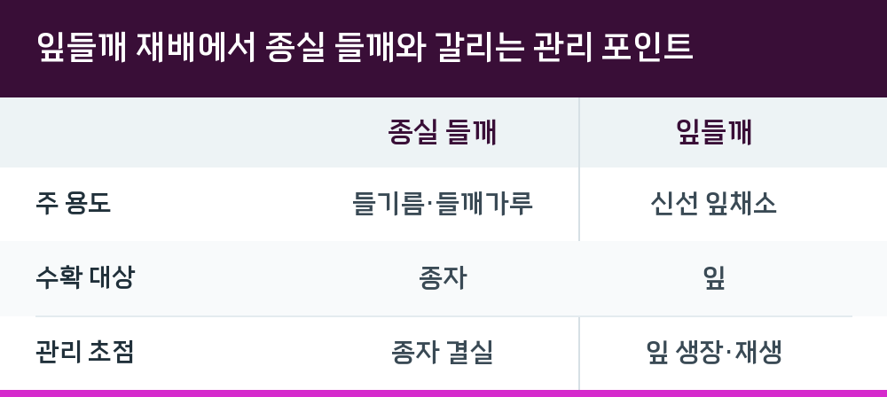 잎들깨 재배에서 종실 들깨와 갈리는 관리 포인트