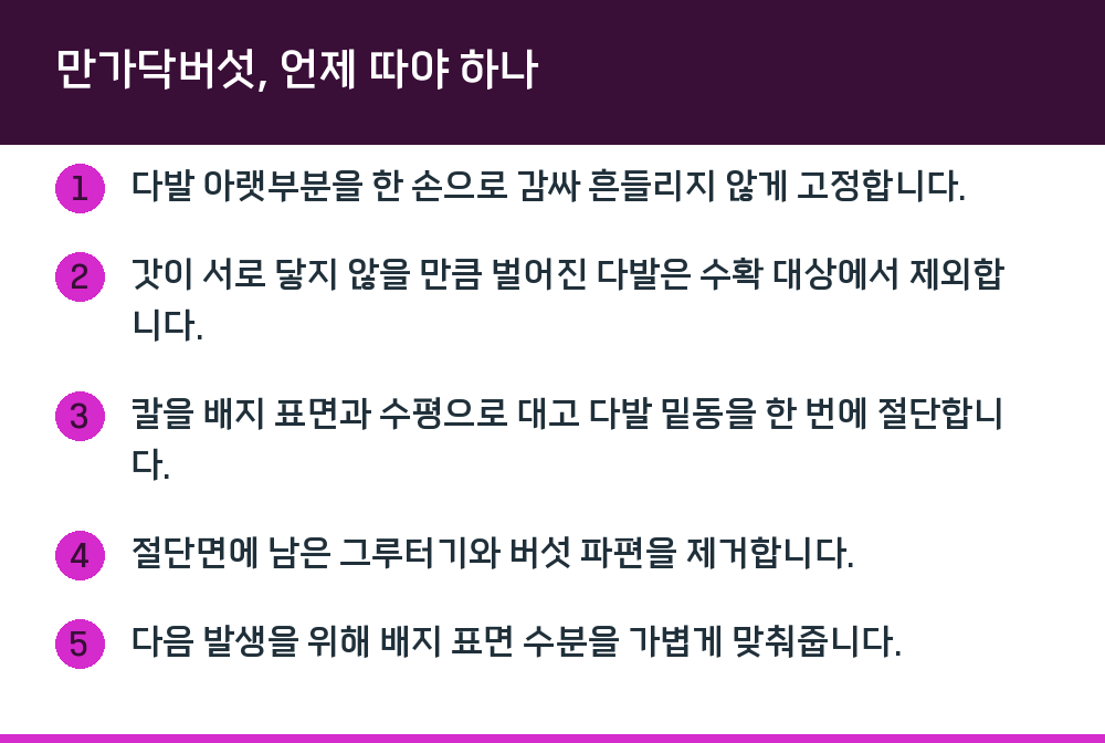 만가닥버섯, 언제 따야 하나