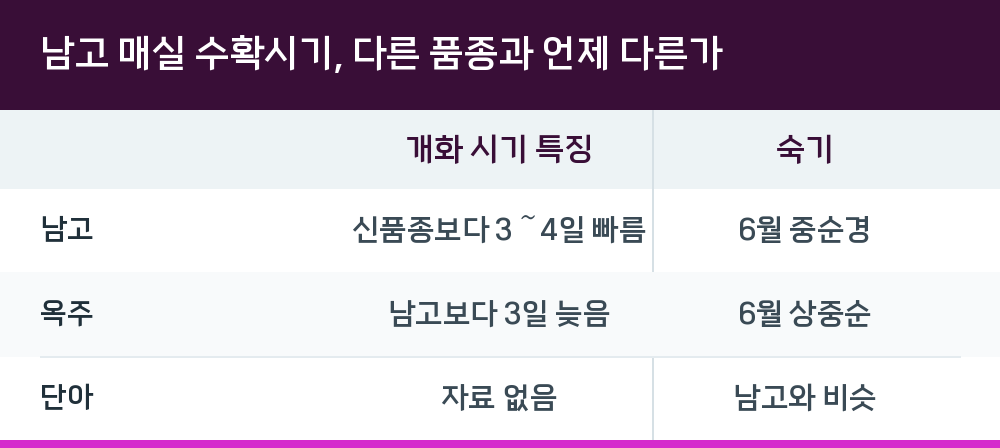 남고 매실 수확시기, 다른 품종과 언제 다른가